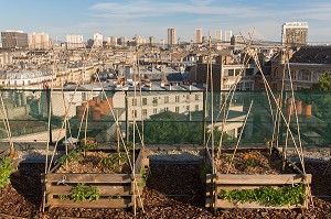 EXPERIMENTATION DE JARDIN SUR LE TOIT, CARRES POTAGER, ECOLE AGROPARISTECH, 5EME ARRONDISSEMENT, PARIS (75), FRANCE 