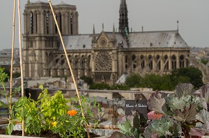 TOIT POTAGER DU RESTAURANT LE TERROIR PARISIEN, YANNICK ALLENO AU 9EME ETAGE DE LA MAISON DE LA MUTUALITE, 5 EME ARRONDISSEMENT, PARIS (75), FRANCE 