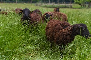 MOUTON DE RACE OUESSANT A LA FERME DE PARIS POUR ECO-PATURAGE, SITUEE DANS LE BOIS DE VINCENNES, C' EST UNE EXPLOITATION AGRICOLE A VOCATION PEDAGOGIQUE, 12EME ARRONDISSEMENT, PARIS (75), FRANCE 