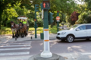 CHEVAUX DE TRAIT EMPLOYES DANS LE BOIS DE VINCENNES POUR EFFECTUER DES TRAVAUX D'ENTRETIEN, 12EME ARRONDISSEMENT, PARIS (75), FRANCE 