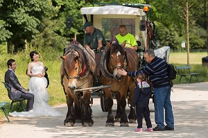 CHEVAUX DE TRAIT EMPLOYES DANS LE BOIS DE VINCENNES POUR EFFECTUER DES TRAVAUX D'ENTRETIEN, 12EME ARRONDISSEMENT, PARIS (75), FRANCE 