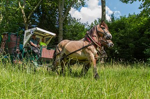 CHEVAUX DE TRAIT EMPLOYES DANS LE BOIS DE VINCENNES POUR EFFECTUER DES TRAVAUX D'ENTRETIEN, 12EME ARRONDISSEMENT, PARIS (75), FRANCE 