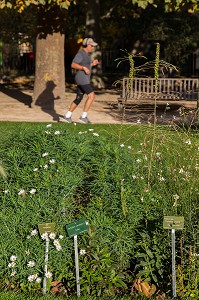 PLANTATIONS DANS LE JARDIN DES PLANTES, 5 EME ARRONDISSEMENT, PARIS (75), ILE-DE-FRANCE, FRANCE 