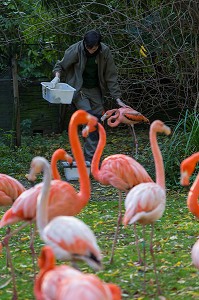 FLAMANTS ROSES, SOIGNEUSE MENAGERIE DU JARDIN DES PLANTES, 5 EME ARRONDISSEMENT, PARIS (75), ILE-DE-FRANCE, FRANCE 