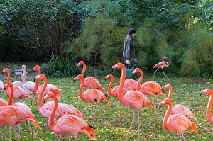 FLAMANTS ROSES, SOIGNEUSE DE LA MENAGERIE DU JARDIN DES PLANTES, 5 EME ARRONDISSEMENT, PARIS (75), ILE-DE-FRANCE, FRANCE 