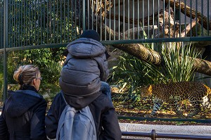PANTHERE DE CHINE, MENAGERIE DU JARDIN DES PLANTES, 5 EME ARRONDISSEMENT, PARIS (75), ILE-DE-FRANCE, FRANCE 
