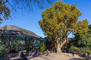 PLATANE ET FAUVERIE, MENAGERIE DU JARDIN DES PLANTES, 5 EME ARRONDISSEMENT, PARIS (75), ILE-DE-FRANCE, FRANCE 