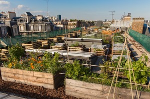 EXPERIMENTATION DE JARDIN SUR LE TOIT, ECOLE AGROPARISTECH, PARIS 5EME ARRONDISSEMENT 