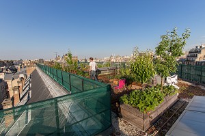 NICOLAS BEL, INGENIEUR, EXPERIMENTATION DE JARDIN SUR LE TOIT, ECOLE AGROPARISTECH, 5EME ARRONDISSEMENT, PARIS (75), FRANCE 