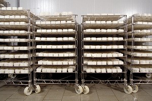 AFFINAGE DU FROMAGE DE NEUFCHATEL-EN-BRAY, PAYS DE BRAY, SEINE-MARITIME, (76), FRANCE 