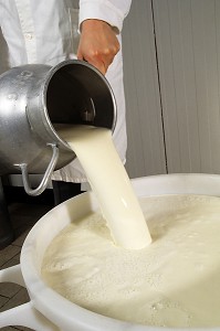 LAIT DE VACHE FRAIS POUR LA FABRICATION DU FROMAGE DE NEUFCHATEL (76), SEINE-MARITIME (76), NORMANDIE, FRANCE 