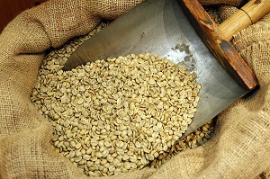 GRAINS DE CAFE NON TORREFIE DANS UN SAC DE TOILE DE JUTE, CAFE DUCHOSSOY, LE HAVRE, SEINE-MARITIME (76), NORMANDIE, FRANCE 