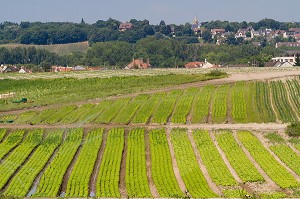 SALADE, PLAINE MARAICHERE, MONTESSON, YVELINES (78), ILE-DE-FRANCE, FRANCE 