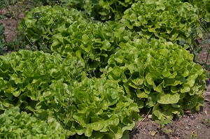 SALADE, PLAINE MARAICHERE, MONTESSON, YVELINES (78), ILE-DE-FRANCE, FRANCE 