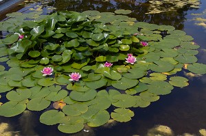 DOMAINE DE LA BORDE, PARC DU DOMAINE DE LA BOUCLE DE MONTESSON, ETANG D'EPINOCHE, YVELINES (78), ILE-DE-FRANCE 
