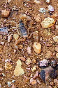 SCORPION JAUNE OU SCORPION LANGUEDOCIEN (BUTHUS OCCITANUS), CARRIERE D'OCRE DU COLORADO PROVENCAL, RUSTREL, VAUCLUSE, FRANCE 