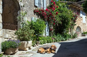 CHIEN ALLONGE DANS UNE RUELLE DU VILLAGE D'OPPEDE-LE-VIEUX, PARC NATUREL REGIONAL DU LUBERON, VAUCLUSE (84), FRANCE 