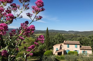 FLEURS ET CYPRES DEVANT UN MAISONS EN PIERRE, GRAMBOIS, PARC NATUREL REGIONAL DU LUBERON, VAUCLUSE (84), FRANCE 