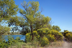 PLAN D'EAU DES SEPT LACS, BEAUMONT-DE-PERTUIS, PARC NATUREL REGIONAL DU LUBERON, VAUCLUSE (84), FRANCE 