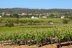 VIGNES (VIN DU LUBERON) DEVANT LE VILLAGE DE LA TOUR D'AIGUES, PARC NATUREL REGIONAL DU LUBERON, VAUCLUSE (84), FRANCE 