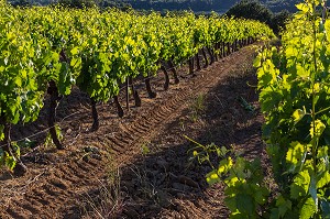 VIGNES (VIN DU LUBERON) DEVANT LE VILLAGE DE LA TOUR D'AIGUES, PARC NATUREL REGIONAL DU LUBERON, VAUCLUSE (84), FRANCE 