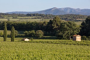 CABANE DE VIGNERON ET VIGNES (VIN DU LUBERON) PRES DU VILLAGE DE CABRIERES D'AIGUES, PARC NATUREL REGIONAL DU LUBERON, VAUCLUSE (84), FRANCE 