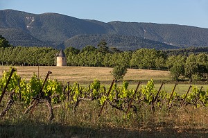 MOULIN A VENT ET VIGNES (VINS DU LUBERON), CABRIERES D'AIGUES, PARC NATUREL REGIONAL DU LUBERON, VAUCLUSE (84), FRANCE 