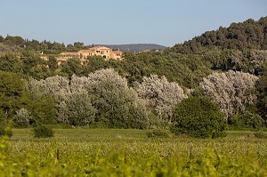 VIGNES (VIN DU LUBERON) DEVANT UN HAMEAU DU VILLAGE DE LA MOTTE D'AIGUES, PARC NATUREL REGIONAL DU LUBERON, VAUCLUSE (84), FRANCE 