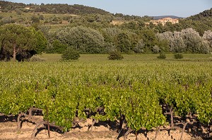 VIGNES (VIN DU LUBERON) DEVANT UN HAMEAU DU VILLAGE DE LA MOTTE D'AIGUES, PARC NATUREL REGIONAL DU LUBERON, VAUCLUSE (84), FRANCE 