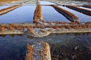 LES MARAIS SALANTS, ILE DE NOIRMOUTIER, VENDEE (85), FRANCE 