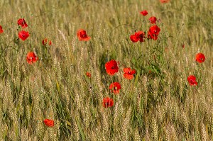 COQUELICOTS DANS UN CHAMPS D'ORGE, ETAMPES, ESSONNE (91), ILE-DE-FRANCE, FRANCE 