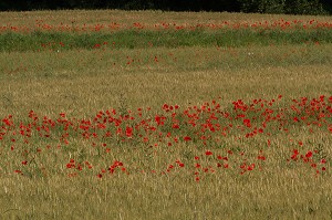 COQUELICOTS DANS UN CHAMPS D'ORGE, ETAMPES, ESSONNE (91), ILE-DE-FRANCE, FRANCE 