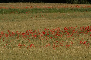 COQUELICOTS DANS UN CHAMPS D'ORGE, ETAMPES, ESSONNE (91), ILE-DE-FRANCE, FRANCE 