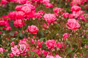 PARC DE LA ROSERAIE DU VAL DE MARNE, FONDE EN 1894 PAR JULES GRAVEREAUX, LE JARDIN EST ENTIEREMENT CONSACRE A LA ROSE, L'HAY LES ROSES, VAL-DE-MARNE (94), ILE-DE-FRANCE, FRANCE 