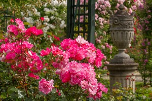 PARC DE LA ROSERAIE DU VAL DE MARNE, FONDE EN 1894 PAR JULES GRAVEREAUX, LE JARDIN EST ENTIEREMENT CONSACRE A LA ROSE, L'HAY LES ROSES, VAL-DE-MARNE (94), ILE-DE-FRANCE, FRANCE 