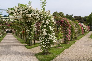 PARC DE LA ROSERAIE DU VAL DE MARNE, FONDE EN 1894 PAR JULES GRAVEREAUX, LE JARDIN EST ENTIEREMENT CONSACRE A LA ROSE, L'HAY LES ROSES, VAL-DE-MARNE (94), ILE-DE-FRANCE, FRANCE 