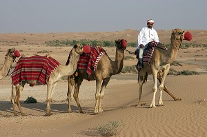 CARAVANE DE DROMADAIRES, CHAMELIER, DESERT, HOTEL, AL MAHA DESERT RESORT AND SPA, DESERT, DUBAI, EMIRATS ARABES UNIS 