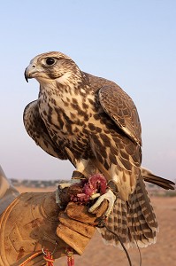 FAUCON, DRESSAGE DE FAUCONS, DESERT, HOTEL, AL MAHA DESERT RESORT AND SPA, DESERT, DUBAI, EMIRATS ARABES UNIS 