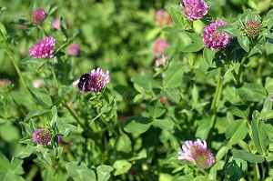 POLLINISATION D'UN CHAMPS DE TREFLES EN FLEURS AVEC BOURDON, ORNE (61) 