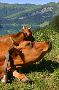 VACHES DE RACE TARENTAISE AVEC CLARINE EN ALPAGE AVEC VUE SUR LE LAC DE ROSELAND, BEAUFORTIN, SAVOIE (73) 
