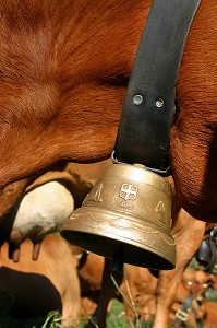 VACHES DE RACE TARENTAISE AVEC CLARINE EN ALPAGE, BEAUFORTIN, SAVOIE (73) 