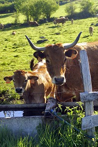 VACHES DE RACE TARENTAISE EN ALPAGE AVEC VUE SUR LE LAC DE ROSELEND, BEAUFORTAIN, SAVOIE (73) 