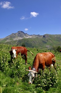 VACHES DE RACE ABONDANCE EN ALPAGE, BEAUFORTAIN, SAVOIE (73) 