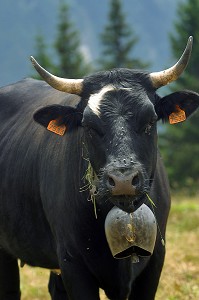 VACHE DE RACE HERENS EN ALPAGE, HAUTE-SAVOIE (74) 