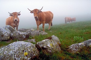 VACHE DE RACE AUBRAC EN ESTIVE DANS LE BROUILLARD, AVEYRON (12) 