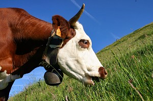 VACHES DE RACE ABONDANCE EN ALPAGE, BEAUFORTAIN, SAVOIE (73) 