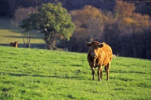 VACHE DE RACE LIMOUSINE DANS UNE PRAIRIE, SAVOIE (73) 