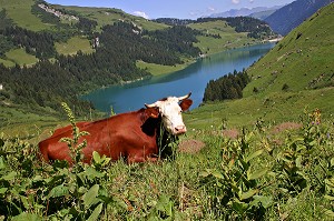 VACHES DE RACE ABONDANCE DANS LES PATURAGES DES ALPES, SAVOIE (73) 