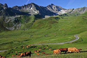 VACHES DE RACE TARENTAISE ET SA SONNAILLE DANS LES PATURAGES DES ALPES, BEAUFORTAIN, SAVOIE (73) 