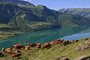 VACHES DE RACE TARENTAISE ET SA SONNAILLE DANS LES PATURAGES DES ALPES, BEAUFORTAIN, SAVOIE (73) 